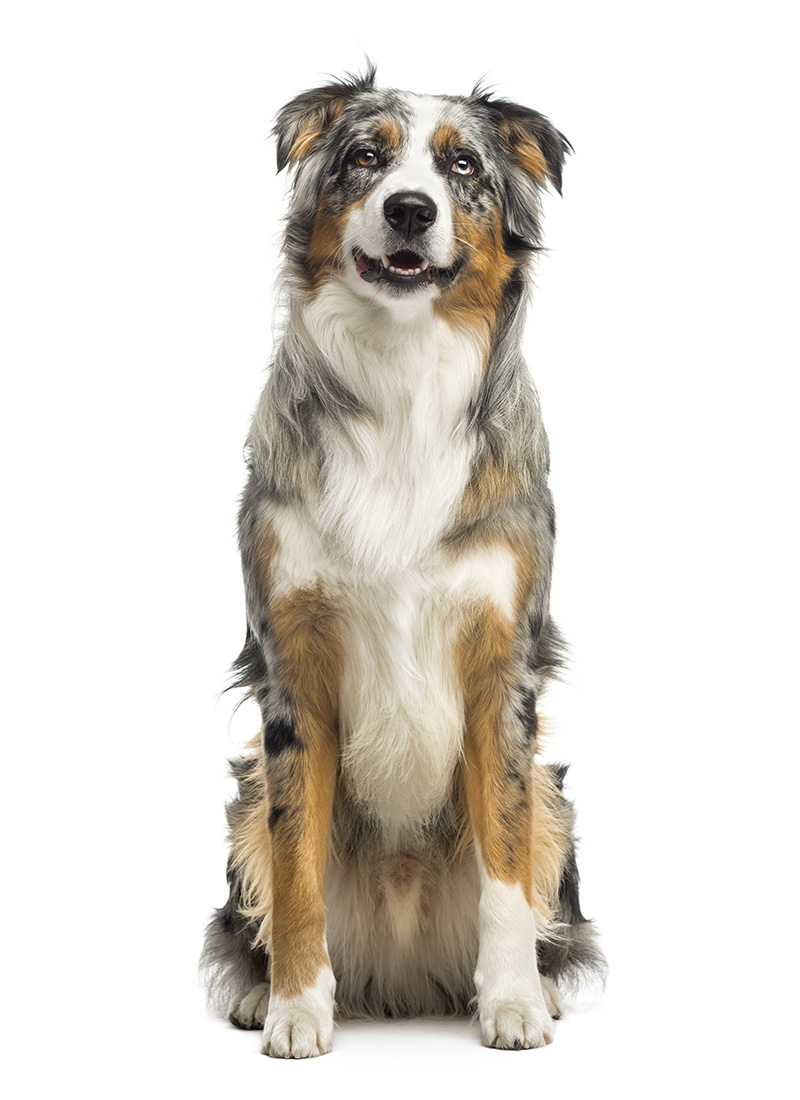 Australian Shepherd Dog